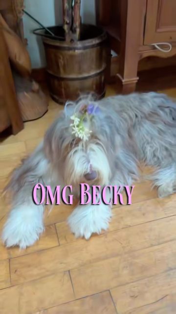 OMG BECKY, sums it up, big hair instead of big butt. Need to rewrite the song #ohmygodbecky #curlyhair #curlywigs #puppylove